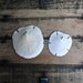 Instant Collection of Large Vintage Arrowhead Sand Dollars