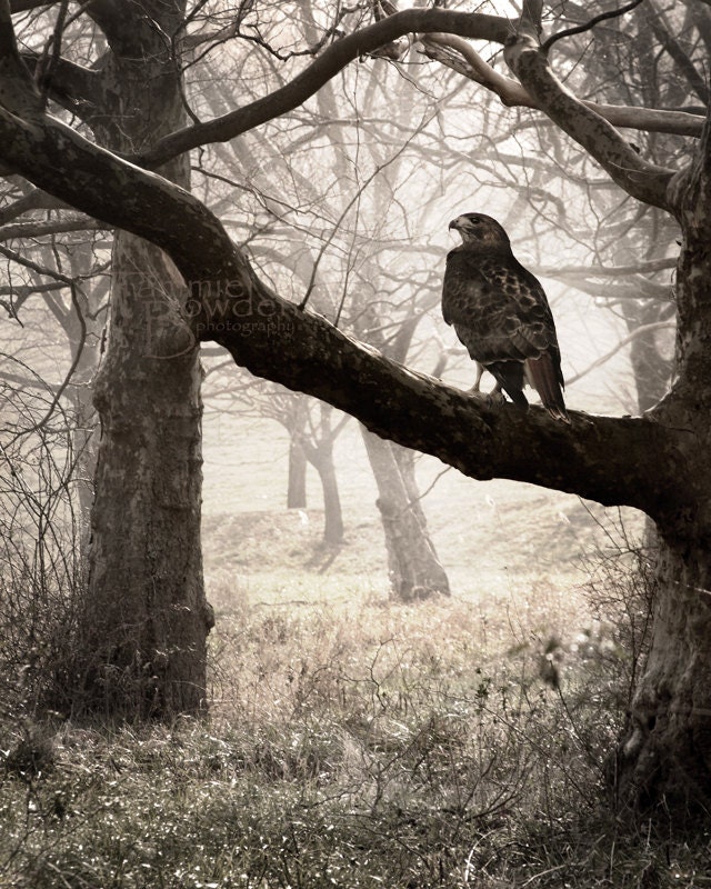 Red-Tailed Hawk in Fog - Original Photograph 8x10 - Nature Tree Branches at Dusk Predator Bird of Prey Woodland Home Decor Wall Art
