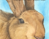 Brown bunny / rabbit, note / greeting card