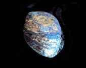 6" PAUA Shell, Haliotis Iris, Polished Inside/Out, Smudge, Elemental offering bowl, altar, purification, with FREE White Sage bundle