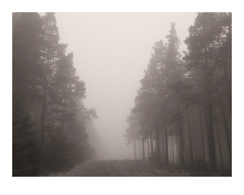 Forest photography, foggy pine trees photo, ethereal misty England lonely forest fantasy decor wall artwork. 8x10 fine art photograph