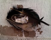 Real Mummified Mouse CRUELTY FREE Found Feathers Wall Hanging Plaque