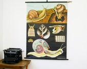 Vintage Pull Down Chart, Snail, Jung Koch Quentell Industrial