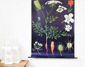 Vintage Botanical Chart, Wild Carrot (Daucus carota), School Wall Hanging