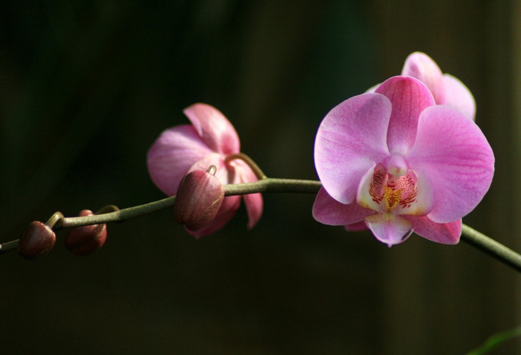 Orchid Fine Art Photo 11x14