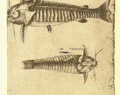 Fish Sketch Drawing,  Fauna of Maranhao, Brazil, Frei Cristovao de Lisboa