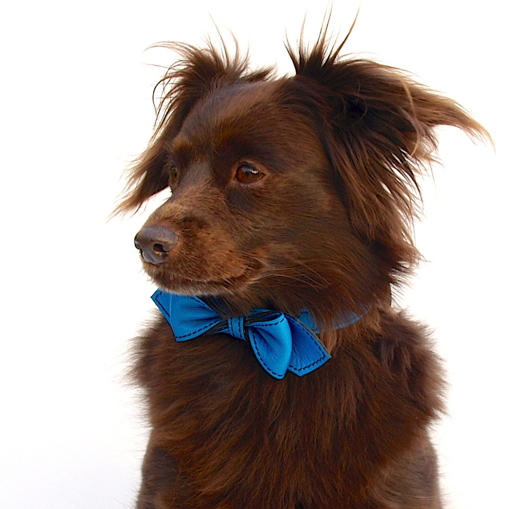 Peacock Blue Martini Bowtie Dog Collar