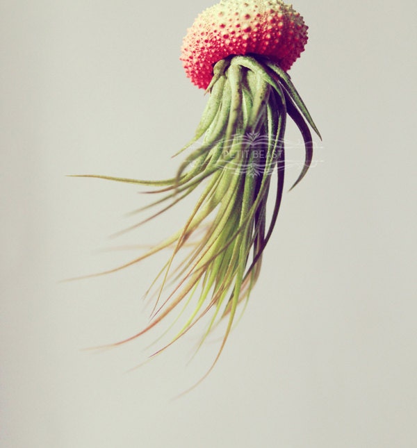 3 Coral OMBRE Jellyfish Air Plant // Orange Sherbert Salmon Pink Sea Urchin Wedding Favor gradient neon color fade flourescent shell hanging
