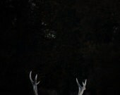 25% Off SALE Antlers Photo. 8x8 Fine art photograph. Photo Print. nature. animal. antler. deer. black white. monochrome. minimal nature dark