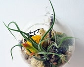 Air Plant Terrarium Large - Hanging Glass Orb - reindeer moss - dried flowers - Home and Garden -  Green Gift