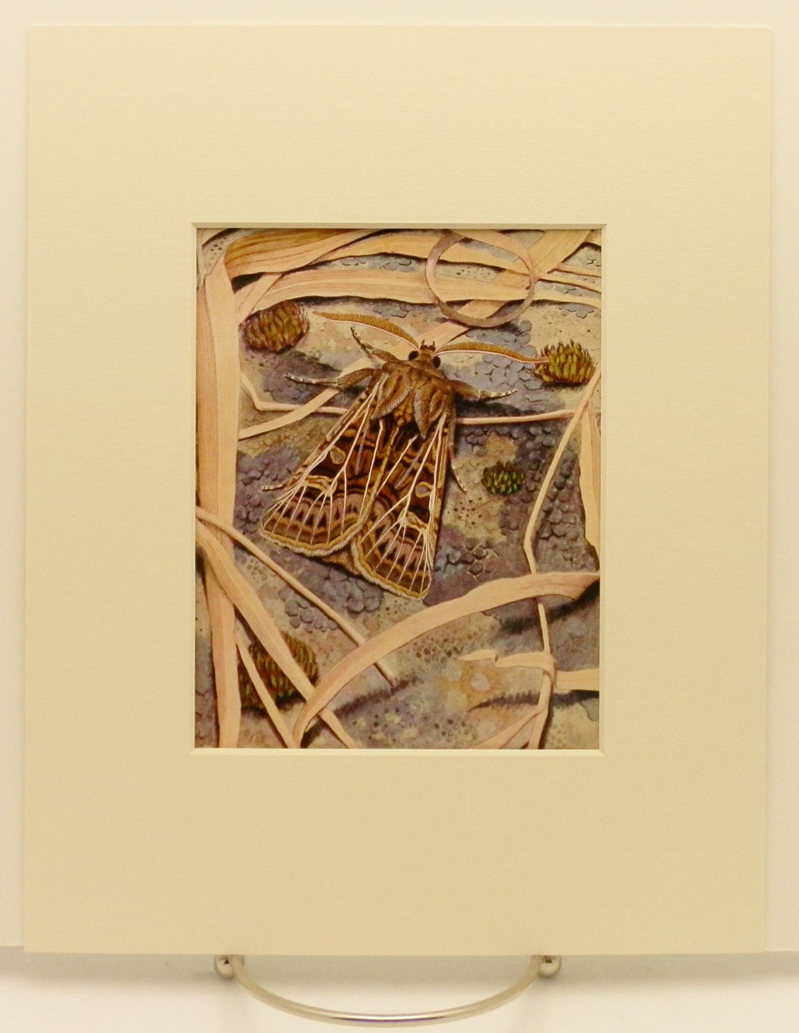 Butterfly Artwork, La Nasse Butterfly Print, No. 50, Vintage Wall Art Decor (1930s Original Book Plate w/ 8x10 Mat --- Easy-to-Frame Gift)