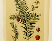 Antique Botanical Print, Poison Plant, Yew Berry, Flower Illustration (Home Decor, Flower Wall Art) Antique German Book Plate No. 1
