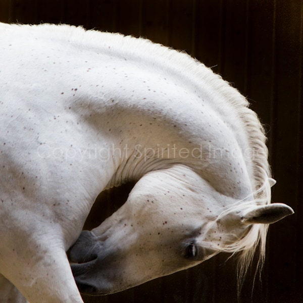 Horse Photography - THE ARTIST - Lipizanner Horse -  FineArt Print - Wall Decor