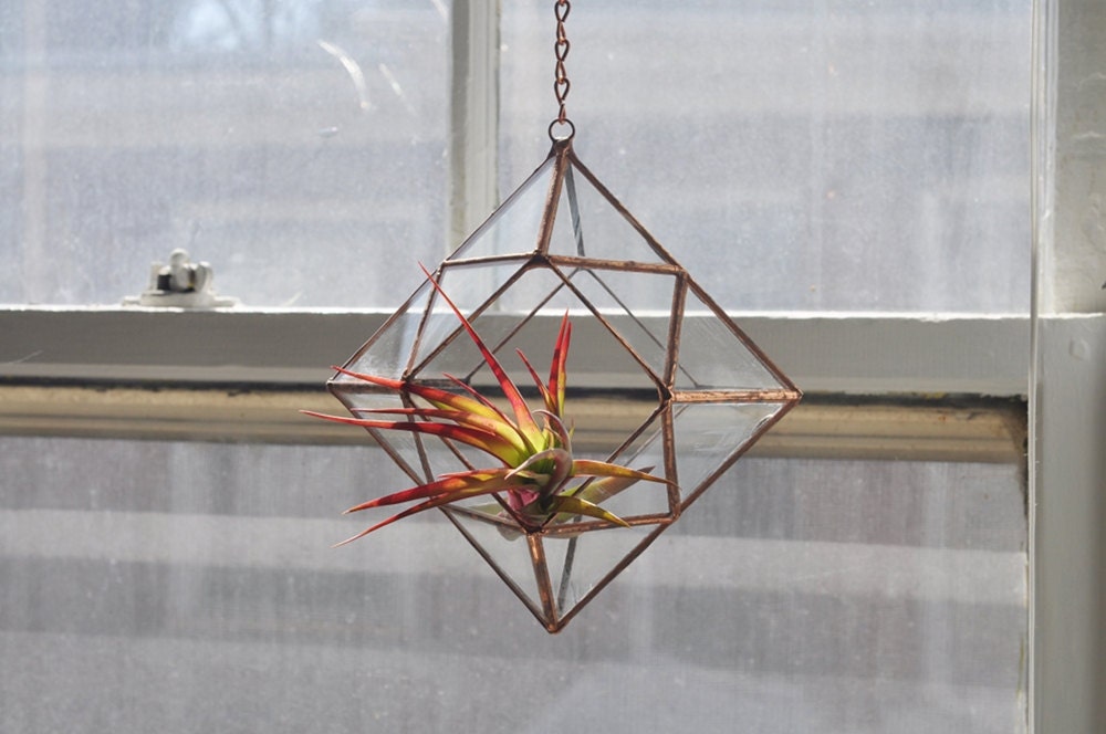 NEW Zephyrus Terrarium, limited edition -- for air plant terrarium or small succulent -- stained glass -- terrarium supplies -- eco friendly