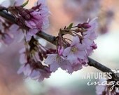Nature Photograph, Flower photography, Pink Cherry Blossom, fine art print, gift under 50, photography wall art, home decor, 8x12 print
