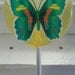 12 Handmade Gourmet Candy Lollipops with Multi Color Butterfly Edible Images  / Very Unique