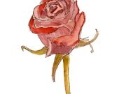 Fine art card set of five,  giclee of single red rose, friendship and love gift valentine wife friend  5.5x4.25