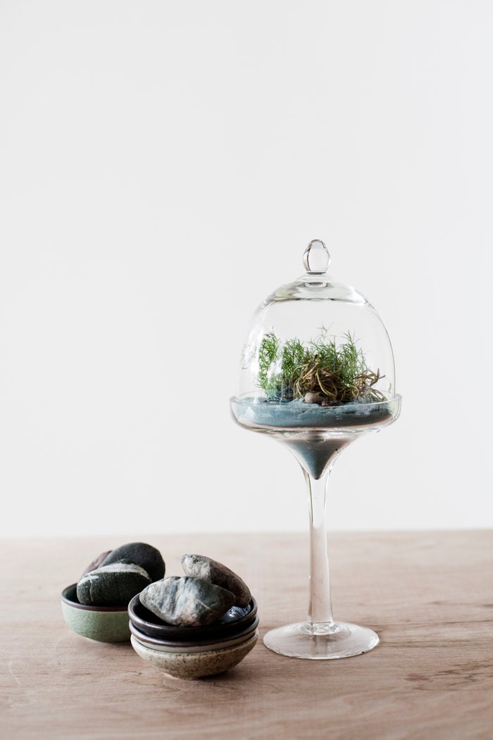 Icing on the Cupcake Bell Jar Glass Terrarium Kit- Medium