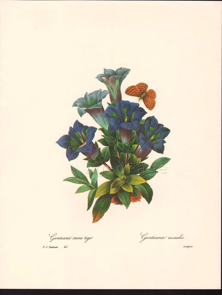 Vintage Botanical Print, Art Illustration, Wall Artwork, Home and Living Decor, Redoute, Gentiane sans tige