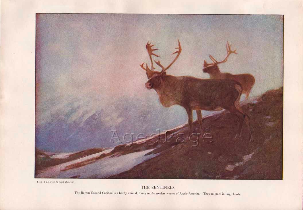 Vintage Animal Print, 1917 Art Illustration, Wall Decor, Caribou