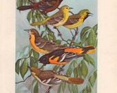 Bird Print, Vintage 1940 Wall Art Illustration, Orioles, Plate 78