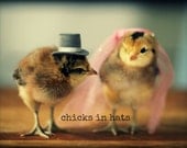 Photo Print 8x10 Chick Wearing Wedding Veil and Top Hat Photograph