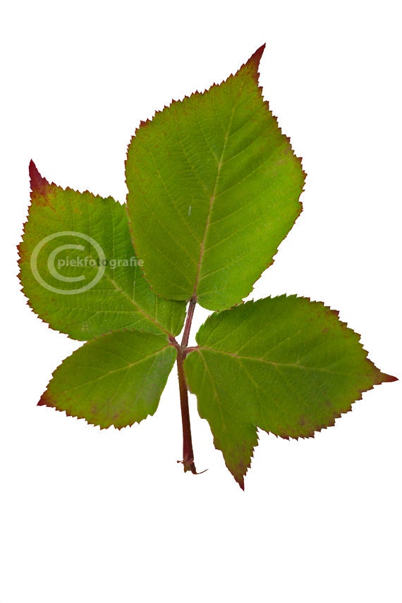 Nature photography, leafs of green, spring feel, for the home, fine art, nature portrait, wall art stock photography