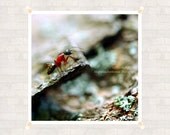Ant Insect Photography 8x8 inch (20x20 cm) Nature Fine Art Print - Home decor - Gift Idea - PhotoByMADA