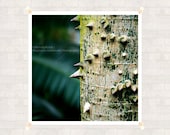 Botanical Photography 8x8 inch (20x20 cm) Nature Fine Art Print - Home decor - Gift Idea - PhotoByMADA