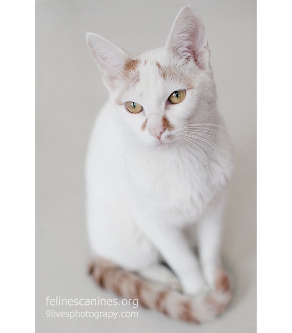 Cat Greeting Note Card White Orange Pet Lover Photography Gift