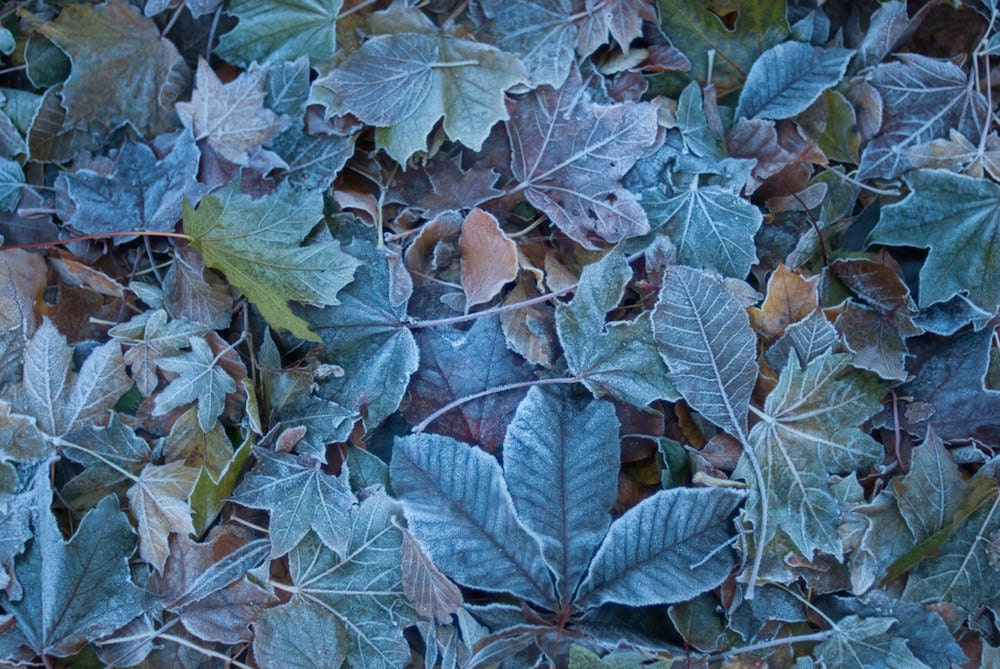 Frosted Leaves- Fine Art Photography- Archival paper 8x12