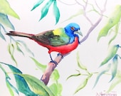 Painted Bunting, original watercolor painting, 12 X 9 in, original art, birds painting, colorful small birds, bird lover