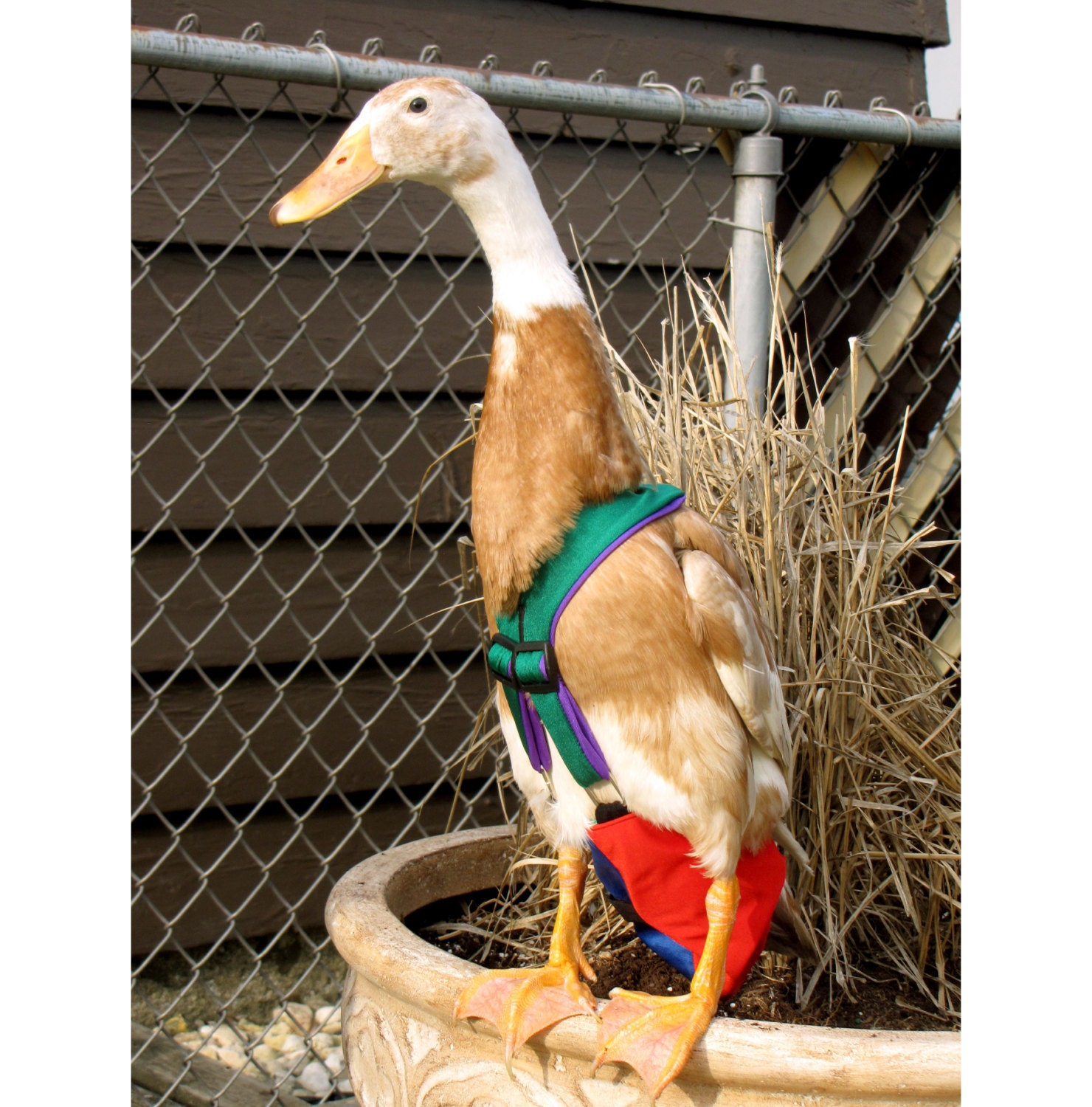 Mix-n-Match Open Tail Diaper Harness for Pet Ducks, Chickens, & Geese