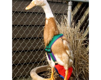 MadetoOrder OPEN TAIL Diaper Harness for Pet Ducks by PartyFowl