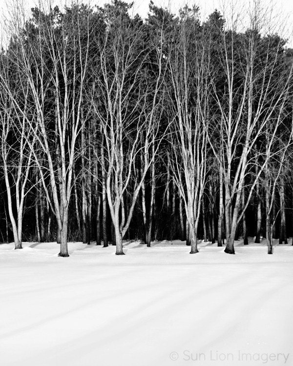 Winter Trees - Rustic Wall Art - Winter Print - Nature Photography - Home Decor - Black & White
