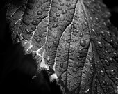 Leaf Tree Water Drop Spring Rain Macro closeup. 8x8 square. Black and White Metallic Nature Photograph. Fine Art Photography.