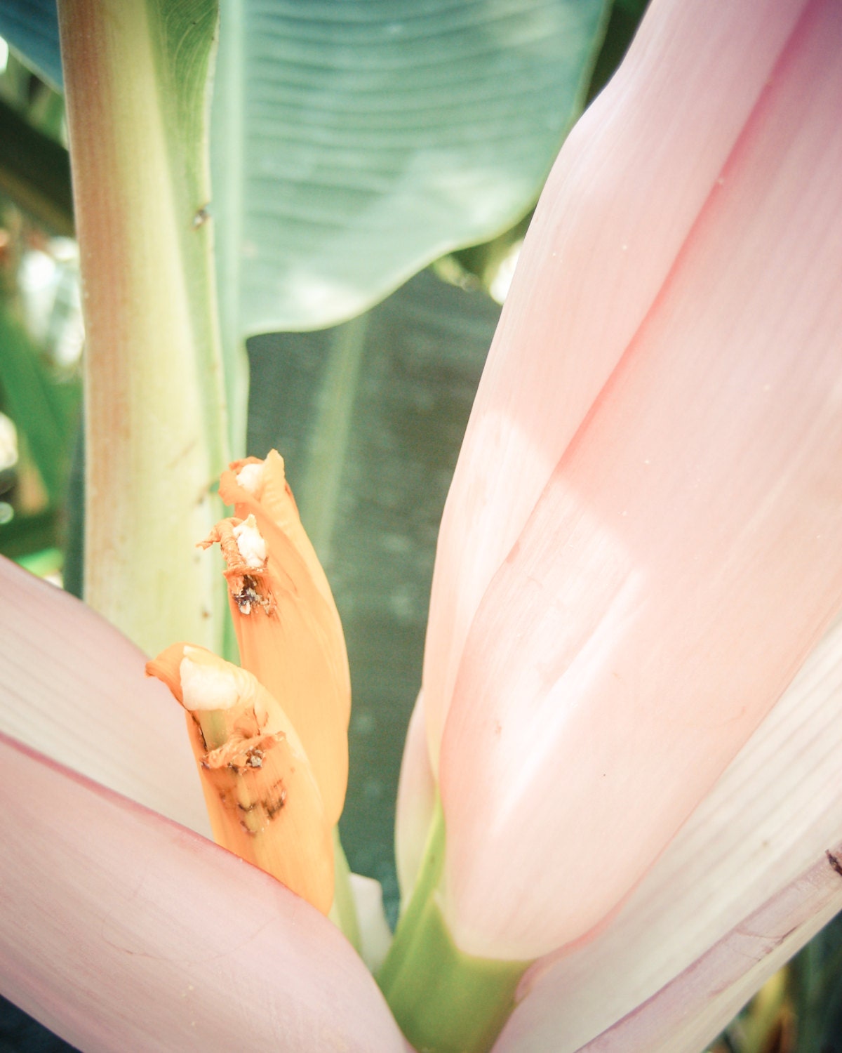 Springtime Pastel Pink Flower Photo, Banana Flower Photo // Nature Photography, Fine Art Photo, Yellow, Orange, Green, Tropical Plant, 8x10