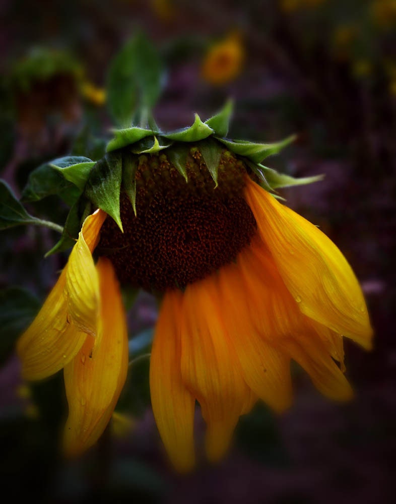 Early Summer Sale 30% sunflower nature photography floral 11x14 fine art photography wall decor Mothers Day for her