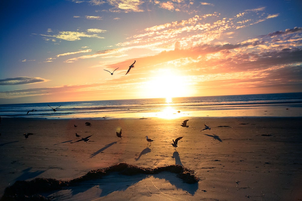Take Flight - Nature Photography - Beach - Summer - Ocean - Original Fine Art Photography