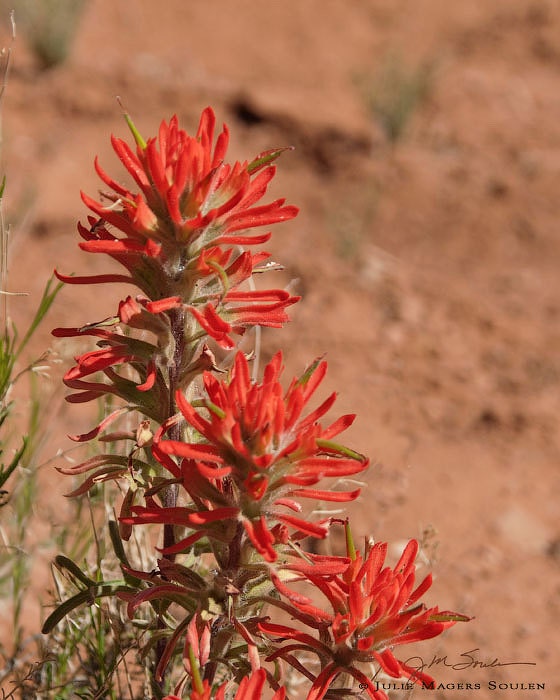 Flower Photography -Indian Paintbrush -8x10 Print -Southwestern Decor -Desert Flower -Gifts for Her -Colorado Fine Art Photography
