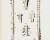 1843 Antique BONES print, Bones, vertebrae of the vertebral column, spinal column, the spine, Original antique 170 years old print