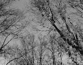 Black and white forest fantasy photograph, winter trees reflection in woodland stream, ethereal fine art photography, dark fairy tale decor