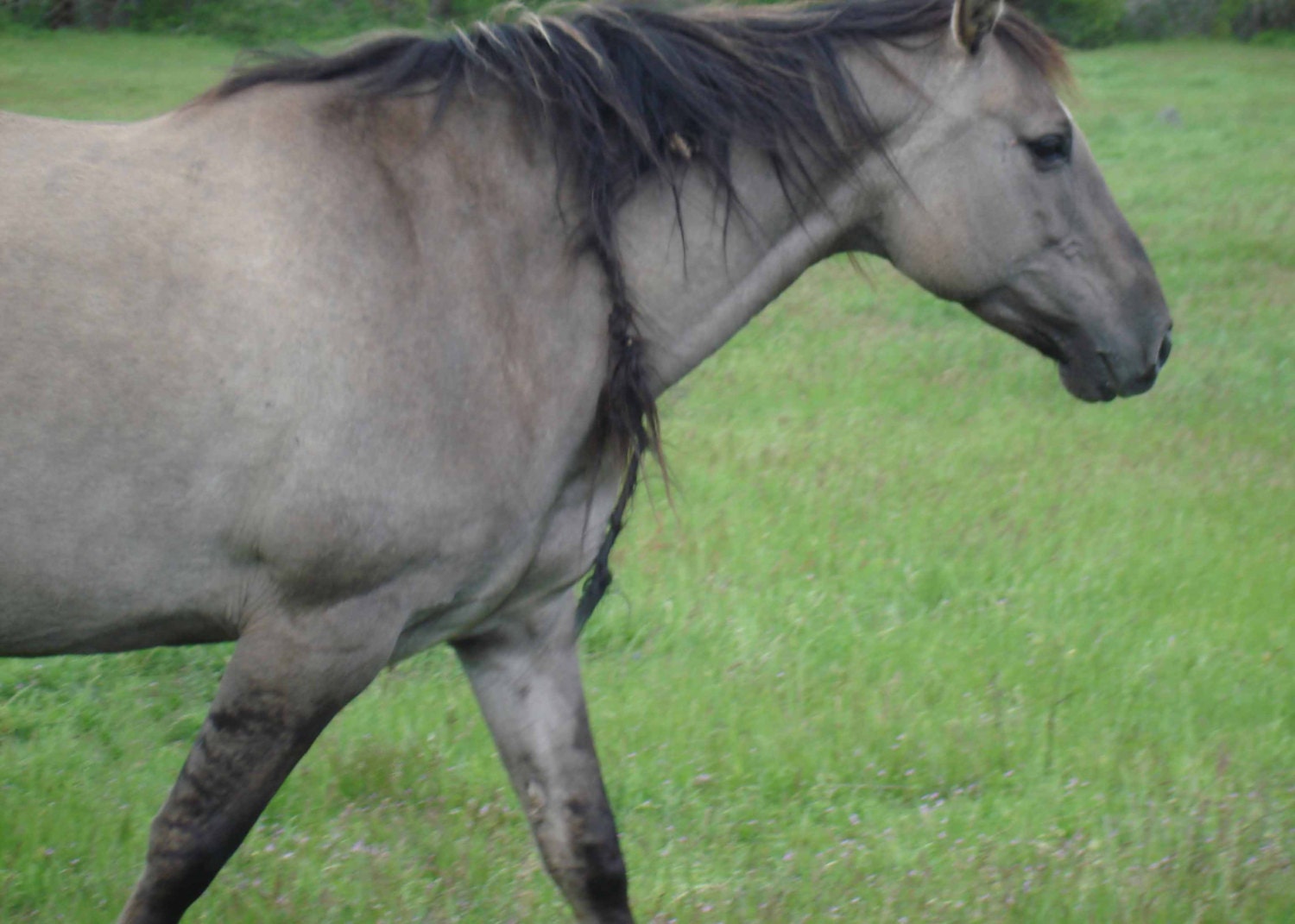 Wild Mustang, Horse Photography, Wild Horse, Rustic Farmhouse decor, Print 5x7 (13x18cm)