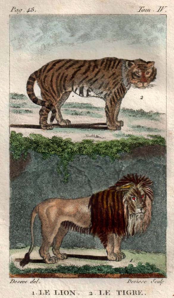 Tiger and Lion  Illustration Hand Colored Engraving From Buffon's Natural History 1802 Feline Cat