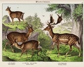 1886 Gorgeous DEERS fine chromolithograph, fallow deer, Roe deer,   original antique  126 years old largue print