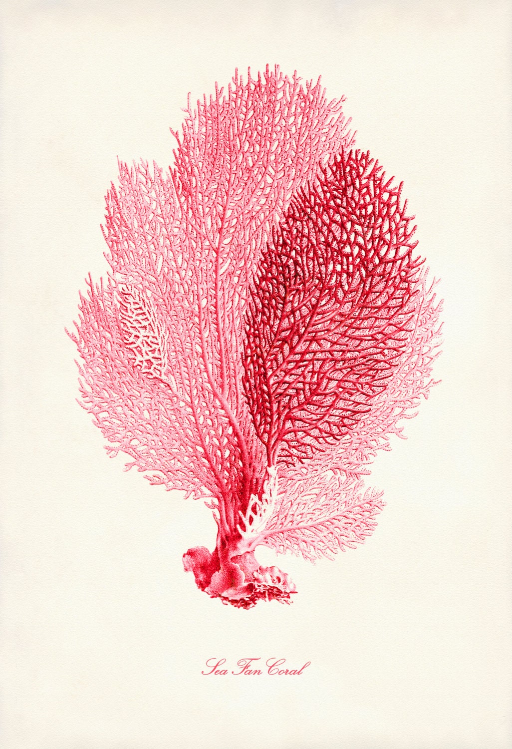 Shabby Chic Sea Fan Coral 13" x 19" Art Print Poster From Early 1900s Scientific Illustration