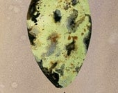 11x14 Art Print. Razorbill Egg