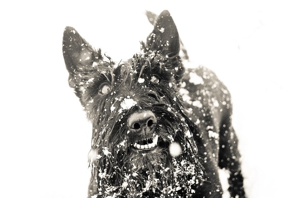 Black Scottish Terrier Snow- 5 X 7 Photography Print - Dog Art Nursery Decor Snow Winter Black White Scottie