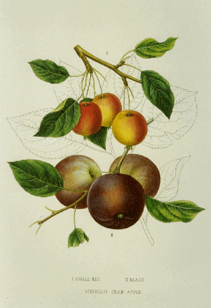 SALE Vintage Botanical Book Print by Prestele of Crab Apple
