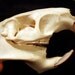 SALE - Large Nutria Skull - Coypu, Grade A, Real Bone, Teeth, Taxidermy, R3824